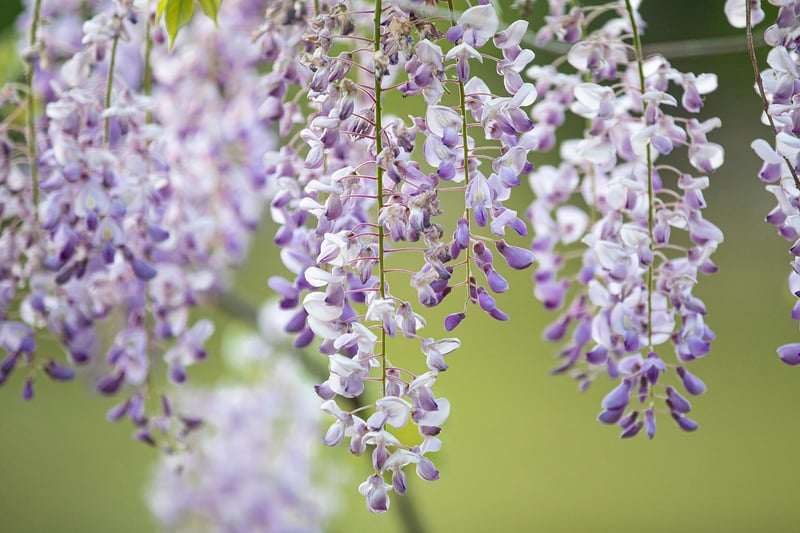 Hanging Garden System