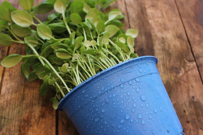 Window Sill Herb Garden Kit